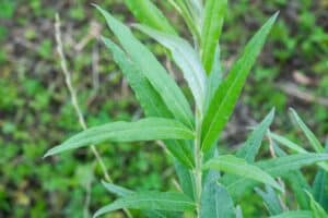 Willow salix (Ester)