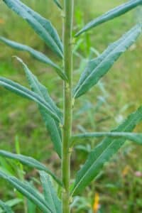 Willow salix (Ester)