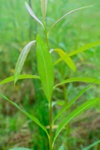 Willow salix (Ester)