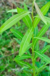 Willow salix (Ester)