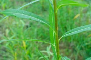 Willow salix (Ester)