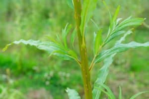 Willow salix (Ester)