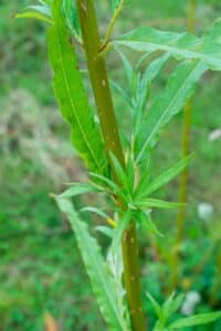 Willow salix (Ester)