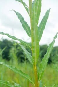 Willow salix (Ester)