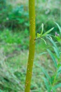 Willow salix (Ester)