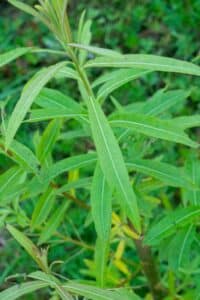 Willow salix (Ester)