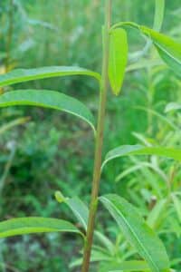 Willow salix (Ester)