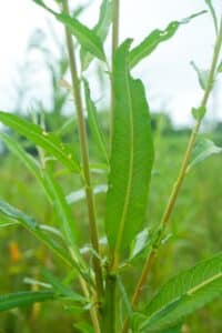 Willow salix (Gertrud)