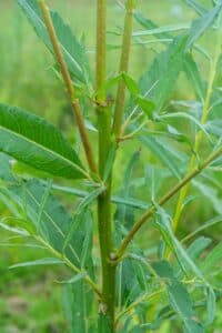 Willow salix (Gertrud)