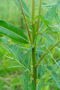 Willow salix (Gertrud)