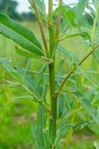 Willow salix (Gertrud)