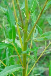 Willow salix (Gertrud)