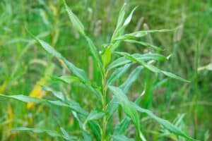 Willow salix (Gertrud)