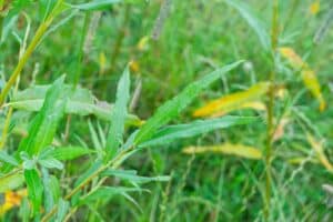 Willow salix (Gertrud)
