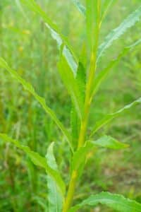 Willow salix (Gertrud)