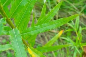 Willow salix (Gertrud)
