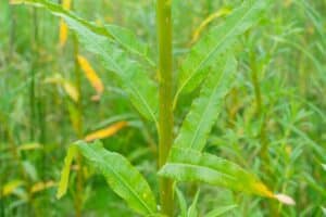 Willow salix (Gertrud)