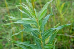 Willow salix (Gertrud)