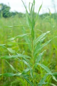 Willow salix (Gertrud)