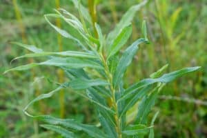 Willow salix (Gertrud)