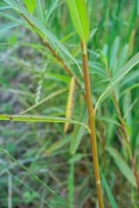 Willow salix (Julia)