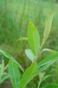 Willow salix (Julia)