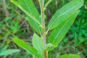 Willow salix (Julia)