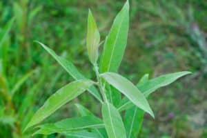 Willow salix (Julia)