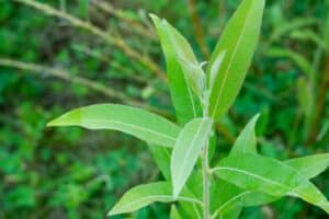 Willow salix (Julia)