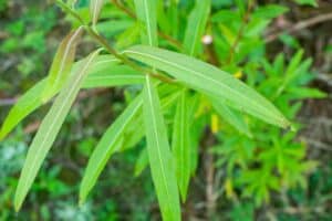 Willow salix (Julia)