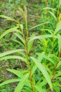Willow salix (Julia)