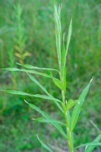 Willow salix (Julia)