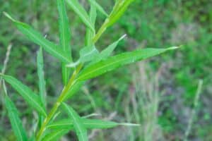 Willow salix (Julia)