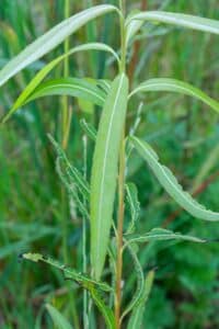 Willow salix (Julia)