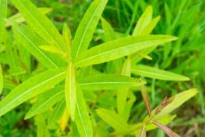 Willow salix (LA970253)