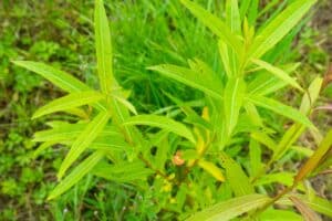 Willow salix (LA970253)