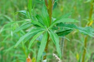 Willow salix (LA970253)