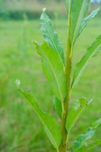 Willow salix (LA970253)