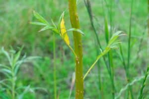 Willow salix (LA970253)