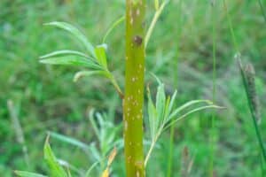 Willow salix (LA970253)