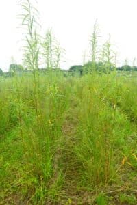 Willow salix (LA970253)