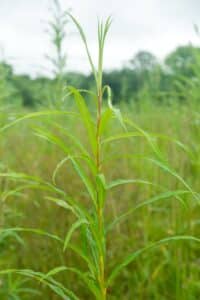 Willow salix (LA970253)