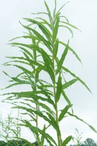Willow salix (LA970253)