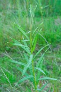 Willow salix (LA970253)