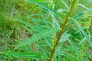 Willow salix (LA970253)