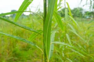 Willow salix (LA970253)