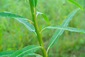 Willow salix (LA970253)