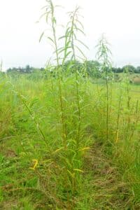 Willow salix (LA970253)