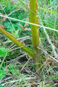 Willow salix (LA970253)
