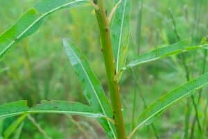 Willow salix (LA970253)